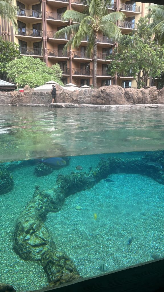アウラニディズニーのプール内でシュノーケリングが楽しめる水槽