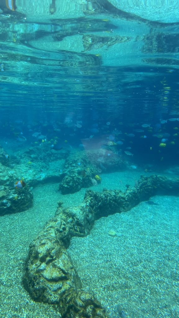 アウラニディズニーのプール水槽で泳ぐ色とりどりの魚たち