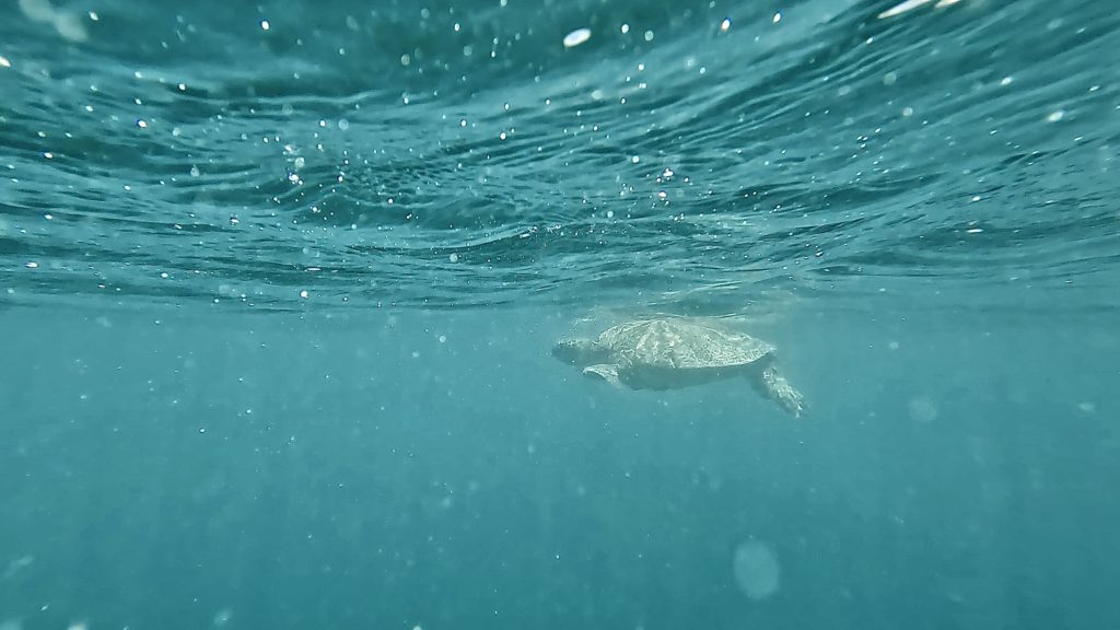 カネオヘ湾の海面で息継ぎをするウミガメ。穏やかな波間に顔を出す姿が可愛らしい