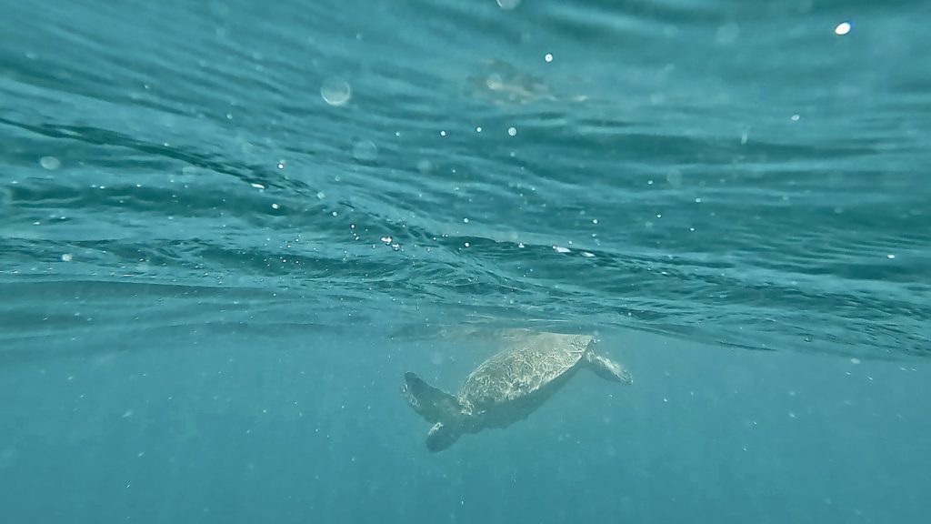カネオヘ湾で潜る準備をするウミガメ。体を少し下へ傾けながらゆっくりと進む様子