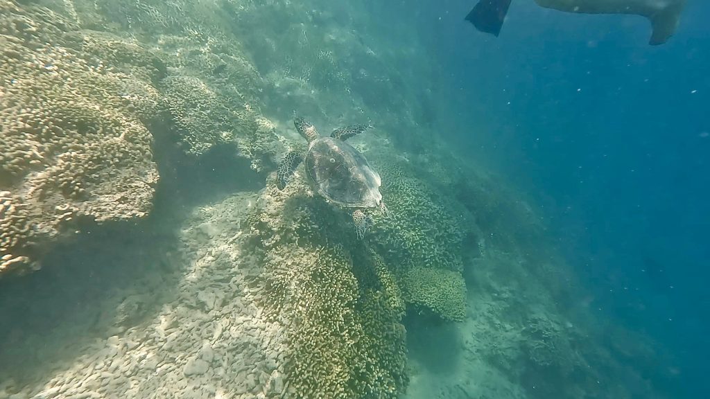 カネオヘ湾サンドバー周辺で泳ぐウミガメ。透き通る海の中をゆったりと進む姿