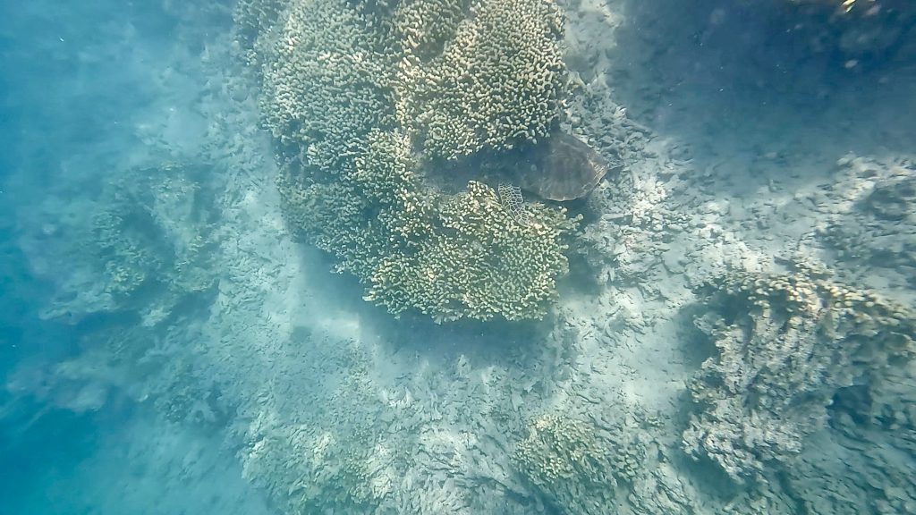 カネオヘ湾の珊瑚の間で休むウミガメ。シュノーケリング中に間近で見られた貴重な瞬間